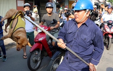 Chủ ngơ ngác nhìn chó thả rông bị bắt