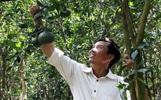 Tỉ phú cam sành