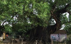 Mục sở thị cây dã hương ngàn tuổi