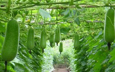 Món ăn hè giải nhiệt sinh tân