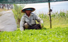 Chê cười 'điên trồng rau dại': Cả làng ngả mũ lão nông khác người