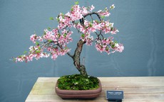 Gợi ý những chậu bonsai hoa siêu đẹp chơi Tết 2018