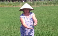 Truy tìm kẻ rải miểng chai đầy ruộng lúa