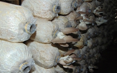 Kỹ sư 8x trồng nấm bào ngư thu trăm triệu đồng