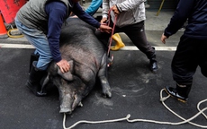 Lễ hội giết lợn thần tàn ác ở Đài Loan