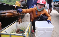 Đuổi bắt tôm hùm dưới đáy biển Quảng Trị
