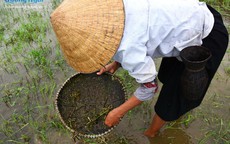 Nổi da gà với món đặc sản nòng nọc ở Ba Tơ