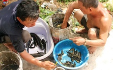 Mùa mưa, dân phố đổ đi săn đặc sản vườn