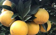 Siêu độc: Cây cam Vinh có 1.000 quả