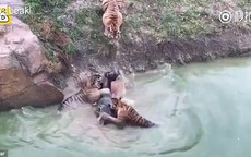 Du khách "sốc" cảnh cọp xé xác lừa trong sở thú Trung Quốc