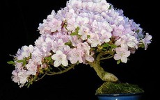 Mê mẩn những chậu bonsai để bàn đẹp hút mắt