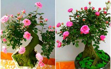 Mua hồng bonsai sang chảnh về chưng Tết