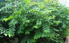 Rau ngót còn là vị thuốc