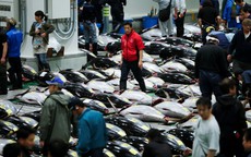 Vì sao chợ cá lớn nhất thế giới ở Nhật gây tranh cãi khi dời địa điểm?