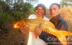 Cá khủng, hiếm và "vật thể lạ" ở Biển Hồ