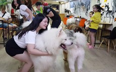 Rợn người với cà phê thú cưng
