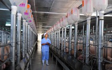 Ngành chăn nuôi heo - 25 năm nhìn lại: Từ thủ công đến chuỗi liên kết khép kín