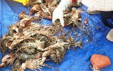 Tôm hùm ở Cam Ranh chỉ còn 100.000 đồng/kg sau bão