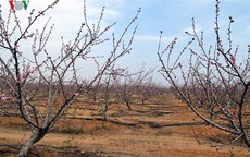 Sắc đào trên sa mạc Sahara