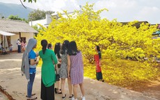 Sửng sốt trước vẻ rực rỡ choáng ngợp của cây mai vàng khổng lồ ở Đồng Nai