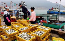 Ngư dân phấn khích trúng đậm "lộc biển" 4-5 tấn cá mỗi tàu