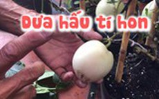 Lạ mắt với dưa hấu tí hon đang đắt hàng ở Sa Đéc