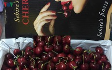 Loạn giá cherry nhập ngoại ngày cận Tết