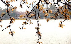 Hồ Gươm lãng mạn mùa lộc vừng thay màu lá