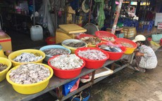 Bạc Liêu: Bí thư phường bị tố mua hải sản của dân rồi “quên”… trả tiền