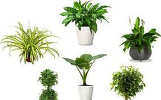 4 loại cây lọc không khí nên trồng trong nhà