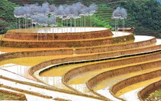 Nghệ thuật sắp đặt: Giấc mơ ngắn đẹp đẽ