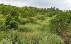 Cây sả ở vùng cù lao Tiền Giang “trồng chơi, ăn thật”