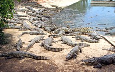 Tỉ phú nuôi 23.000 con cá sấu kiếm thêm thu nhập