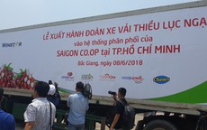 Đến Co.opmart ngắm cây vải và mua vải thiều Lục Ngạn chính gốc