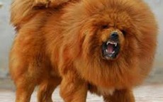 Giằng con khỏi miệng chó ngao Tây Tạng, con mất, mẹ bị thương