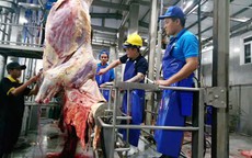 Bò Úc hết thời nuôi sao cũng lãi