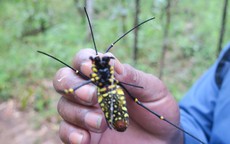 Đặc sản nhện rừng ở vùng rừng Bình Thuận