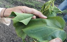 Trước khi chết, chồng nghi vợ nấu canh lá ngón cho ăn