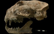 Bí ẩn "quái thú" chết cùng cô gái trong mộ cổ Maya