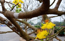 3 “cụ” mai trăm tuổi từ Huế ra Thanh Hóa với giá hàng trăm triệu đồng