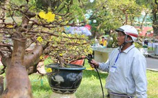 Đặc sắc Hội Hoa Xuân Tao Đàn