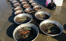 Chợ hải sản tính tiền theo thau ở Bình Thuận