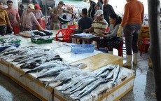 NỖ LỰC GỠ "THẺ VÀNG" THỦY SẢN (*): Bước chuyển mô hình nghề cá có trách nhiệm