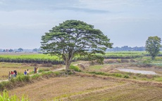 Khám phá những nơi lên phim 'Mắt biếc'