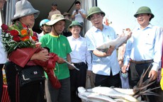 Đầu năm ra biển, ngư dân Quảng Trị trúng đàn cá bè gần 140 tấn