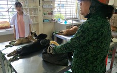 Nhiều người miền Tây mất ngủ vì chó cưng lăn ra chết hàng loạt