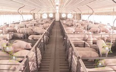 Trung Quốc: Áp dụng công nghệ nhận diện khuôn mặt vào chăn nuôi lợn