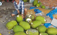 Người dân Bình Phước đổ xô trồng mít Thái vì lãi "khủng"