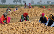 Pepsi kiện nông dân Ấn Độ vì trồng khoai có "bản quyền"