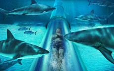 Trượt máng xuyên bể cá mập tại công viên nước lớn nhất Dubai